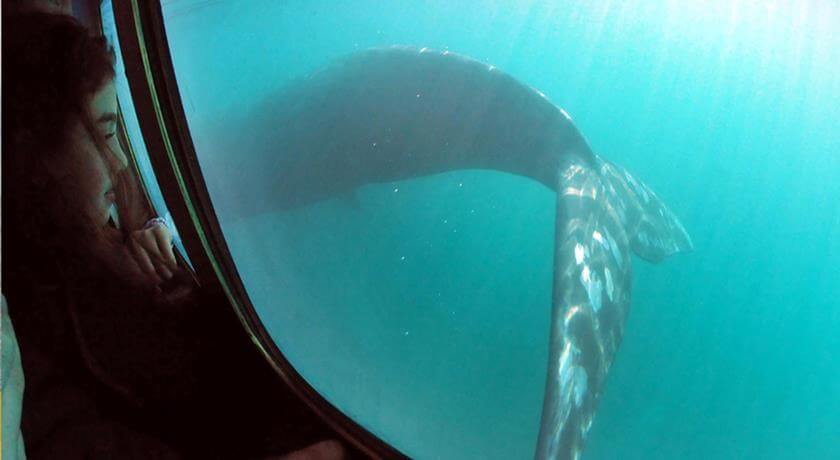 AVISTAJE DE BALLENAS SEMISUMERGIBLE YELLOW SUBMARINE (SUPLEMENTO)
