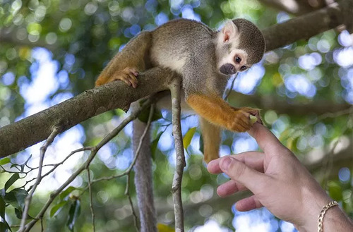 TOUR MONKEY LAND PUNTA CANA